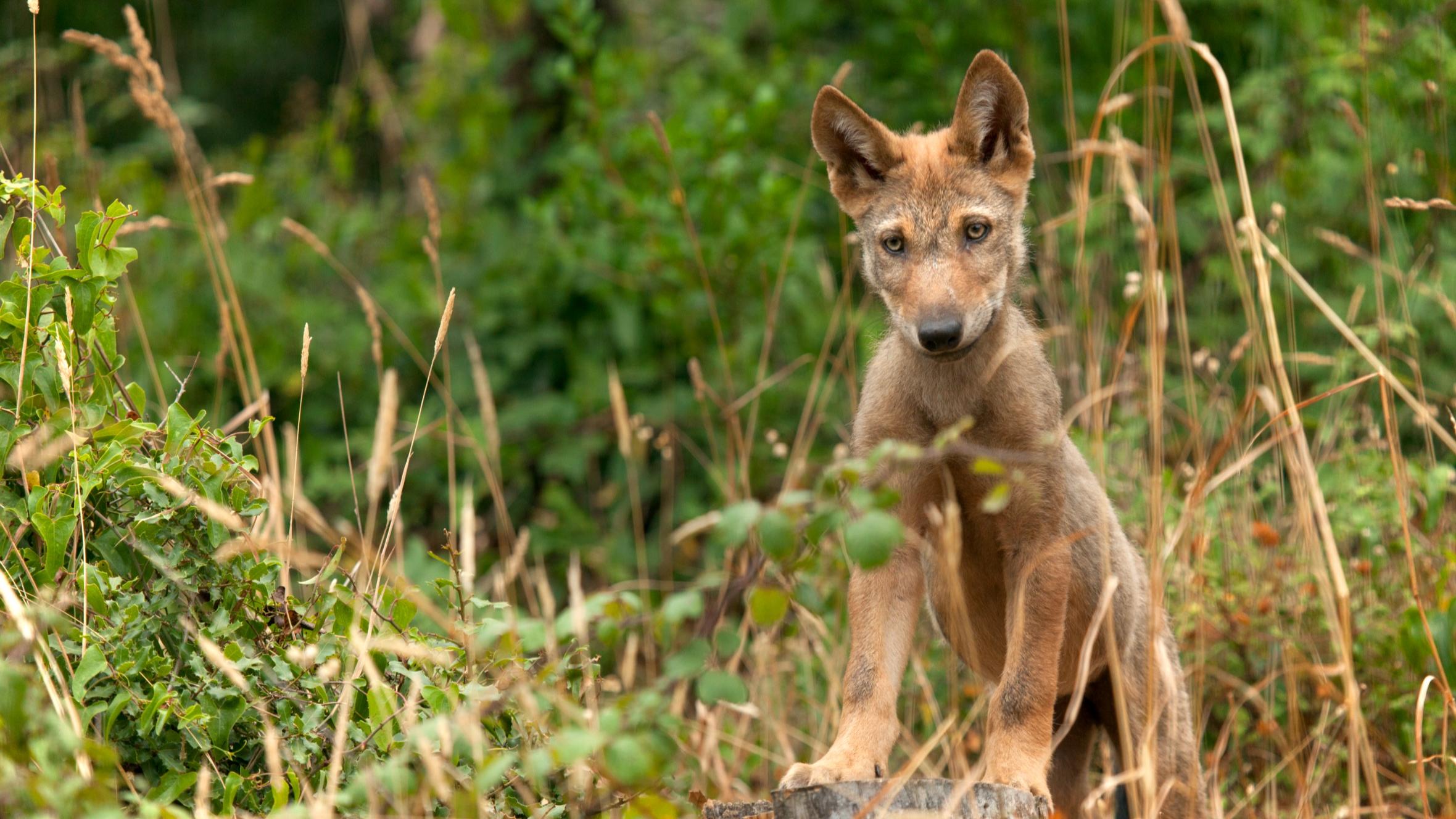 Iberian Wolf Cub